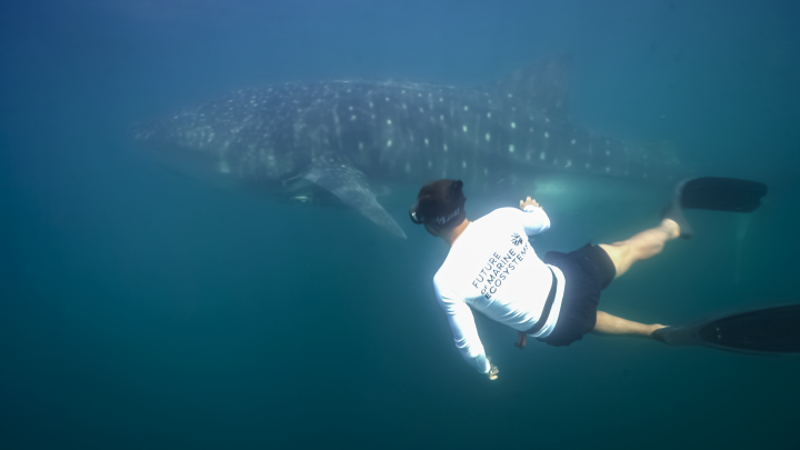 A diver swims underwater near a whale shark