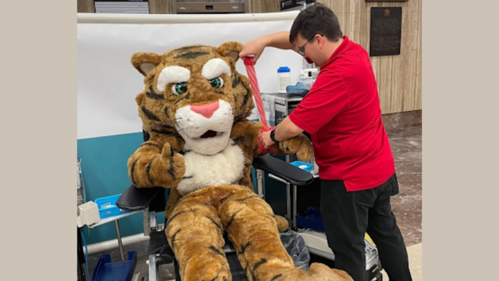The Dalhousie Tiger is seated in a blood donation chair, while a Canadian Blood Services staff members wraps up their arm with medical ba...