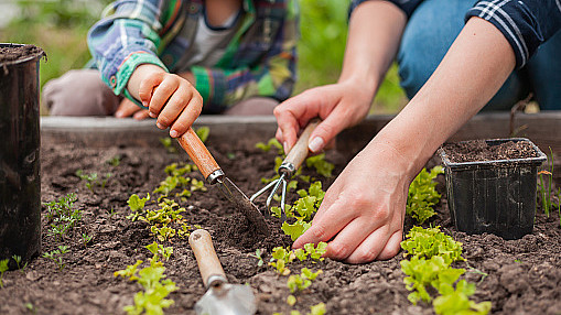 People place plants in a garden.